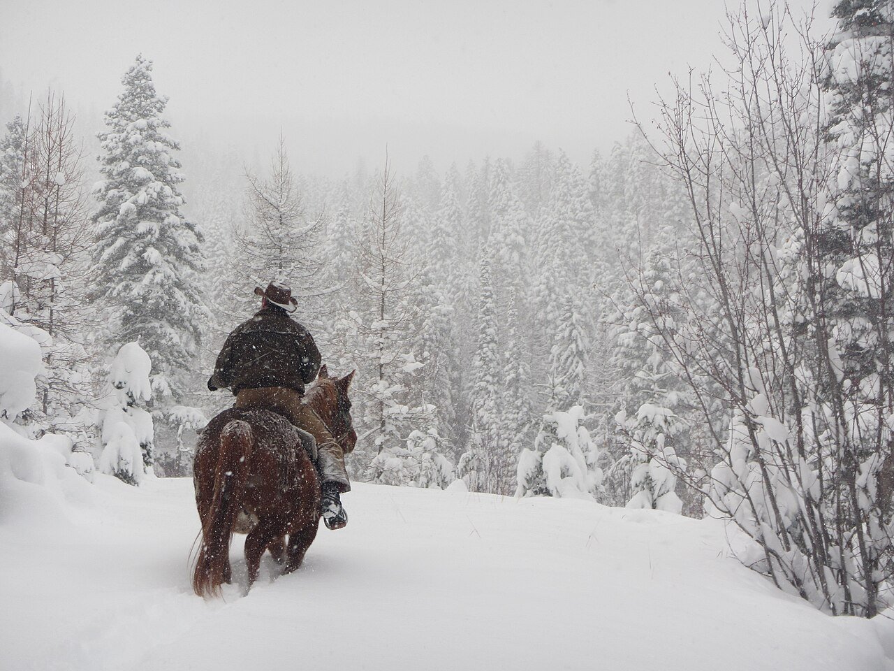 Riders on horseback on a snowy trail in northwest Montana